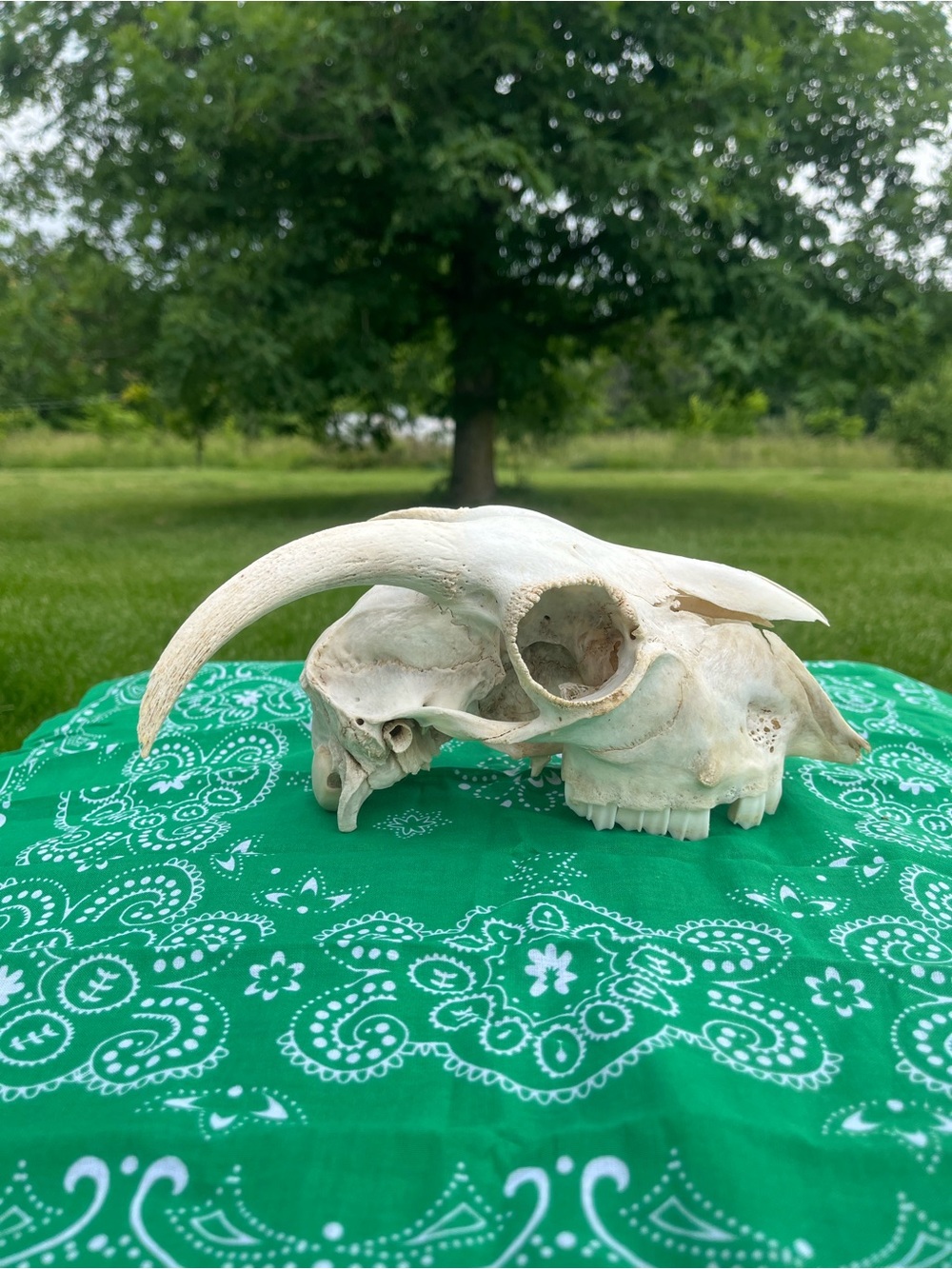 Goat Skull - Animal Bones - Taxidermy - Green Bandana